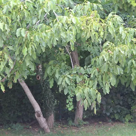 فندق Sindirgi Eman Thermal Ilicali