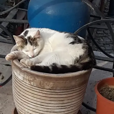 Sindirgi Eman Thermal Ilicali